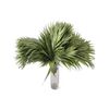 Chico Yumbo  Flor Natural  Ramo De 50 Tallos  Verde  50cm De Alto