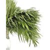 Chico Yumbo  Flor Natural  Ramo De 50 Tallos  Verde  50cm De Alto