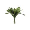 Aspidistras  Flor Natural  Ramo De 50 Tallos  Verde  70cm De Alto