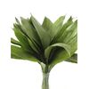 Aspidistras  Flor Natural  Ramo De 50 Tallos  Verde  70cm De Alto
