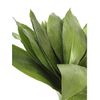 Aspidistras  Flor Natural  Ramo De 50 Tallos  Verde  70cm De Alto