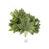 Aralias  Flor Natural  Ramo De 50 Tallos  Verde  30cm De Alto