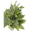 Aralias  Flor Natural  Ramo De 50 Tallos  Verde  30cm De Alto