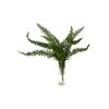 Esparraguera Mayeri  Flor Natural  Ramo De 10 Tallos  Verde  70cm De Alto