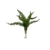 Esparraguera Mayeri  Flor Natural  Ramo De 10 Tallos  Verde  70cm De Alto