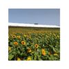 Girasoles  Flor Natural  Ramo De 5 Tallos  Amarillo  80cm De Alto