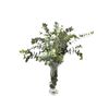 Eucaliptus Cinerea  Flor Natural  Ramo De 5 Tallos  Verde  70cm De Alto