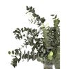 Eucaliptus Cinerea  Flor Natural  Ramo De 5 Tallos  Verde  70cm De Alto