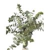 Eucaliptus Cinerea  Flor Natural  Ramo De 5 Tallos  Verde  70cm De Alto