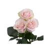 Rosas Variadas  Flor Natural  Ramo De 12 Tallos  60cm De Alto  Rosa Mondial
