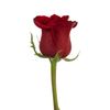 Rosas Variadas  Flor Natural  Ramo De 12 Tallos  60cm De Alto  Rojas Freedom