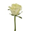 Rosas Variadas  Flor Natural  Ramo De 12 Tallos  60cm De Alto  Blancas Mondial
