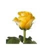 Rosas Variadas  Flor Natural  Ramo De 12 Tallos  60cm De Alto  Amarillas Brighton