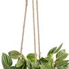 Planta Decorativa 33 X 33 X 24 Cm Blanco Verde Pvc