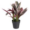 Planta Decorativa 44 X 39 X 48 Cm Rosa Verde Pvc