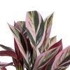 Planta Decorativa 44 X 39 X 48 Cm Rosa Verde Pvc