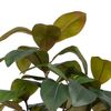 Planta Decorativa 67 X 62 X 100 Cm Verde Caucho Pvc