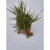 Tillandsia Albertiana