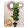 Planta Artificial Tropical 170cm