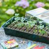 Propagator Mini Kit 4x16 Células Nature