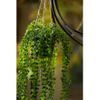 Ficus Pumila Artificial Colgante En Maceta 60 Cm Emerald