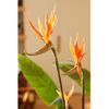 Planta Artificial Strelitzia Con Maceta Y Flores 120 Cm Emerald