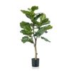 Emerald Ficus Lyrata 90 Cm