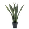 Emerald Sansevieria En Maceta 55 Cm