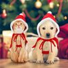 Disfraz De Navidad Para Gato Perros Pequeño Cálido-nobelza