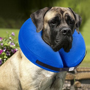 Collar Inflable Protector Y De Recuperación Para Perros Y Gatos Azul Xl Bencmate