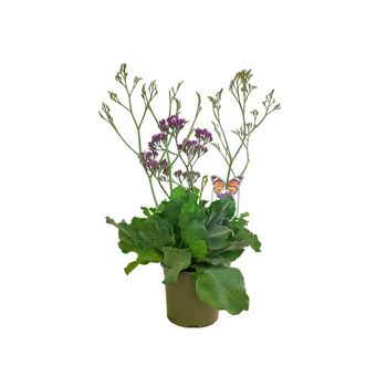 Limonium Sinuatum M18 35cm (statice)