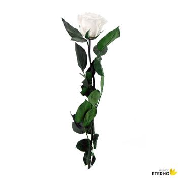 Rosa Eterna Preservada De Color Blanco 55cm
