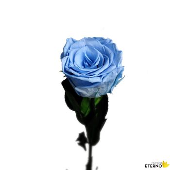 Rosa Eterna Preservada De Color Azul Claro 35cm