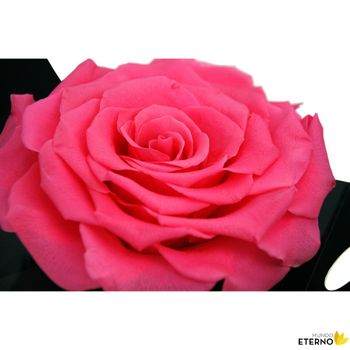 Rosa Eterna Preservada De Color Fucsia 55cm con Ofertas en Carrefour
