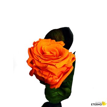 Rosa Eterna Preservada De Color White Shadow 55cm con Ofertas en Carrefour