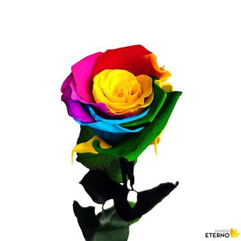 Rosa Eterna Preservada De Color Multicolor 35cm