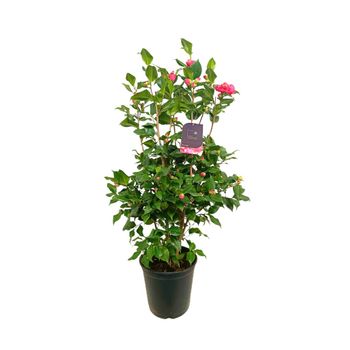 Camelia 10l 90-110cm