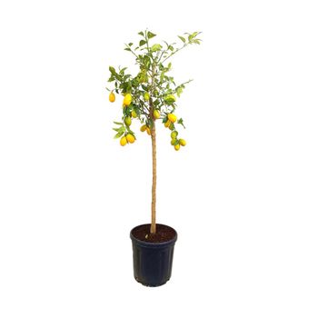 Limequat M30 140cm