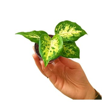 Dieffenbachia Amy M6