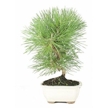 Prebonsai Pinus Halepensis De 8 Años