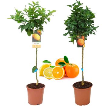 Pack Limonero + Naranjo Planta Natutal 110 Cm Altura