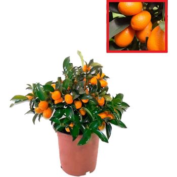 Calamondin- Naranjo Enano Chino - Kumkuat Planta Natural (citrus Fortunella) - (altura 35 Cm Aprox