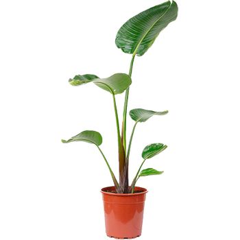 Platanera O Strelitzia Augusta De 105 Cm De Altura Aprox - Planta De Interior De Decoración - Planta Natural