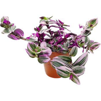 Tradescantia Zebrina Planta Natural -planta Colgante - Planta De Decoración - Planta Natural