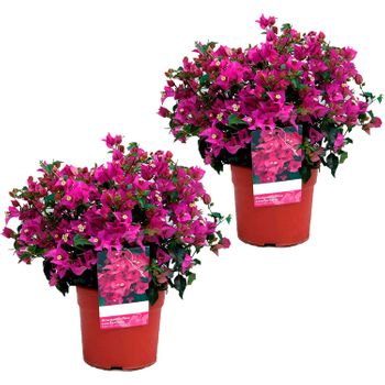 Pack 2 Buganvillas En Bola Planta Natural - Bougainvillea Planta Viva - Planta Natural Decorativa Trepadora