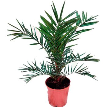 Palmera Phoenix Canariensis - (altura 50 Cm Aprox) -palmera Natural Canaria - Palmera De Interior Y Exterior - Planta Viva