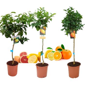 Pack Limonero + Naranjo + Pomelo Planta Natutal 110 Cm Altura