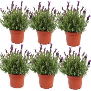 Lavanda Pack 6 Plantas - Planta Aromática Antimosquitos - Planta Natural