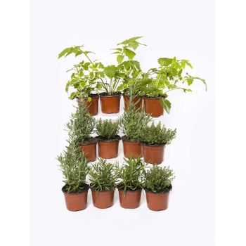 Plantas Naturales Y Aromáticas - Pack 12 Plantas De Temporada Variadas 10,5 Cm Ø