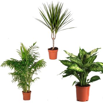 Pack 3 Plantas Naturales De Interior : Chamaedorea + Dieffenbachia + Dracaena